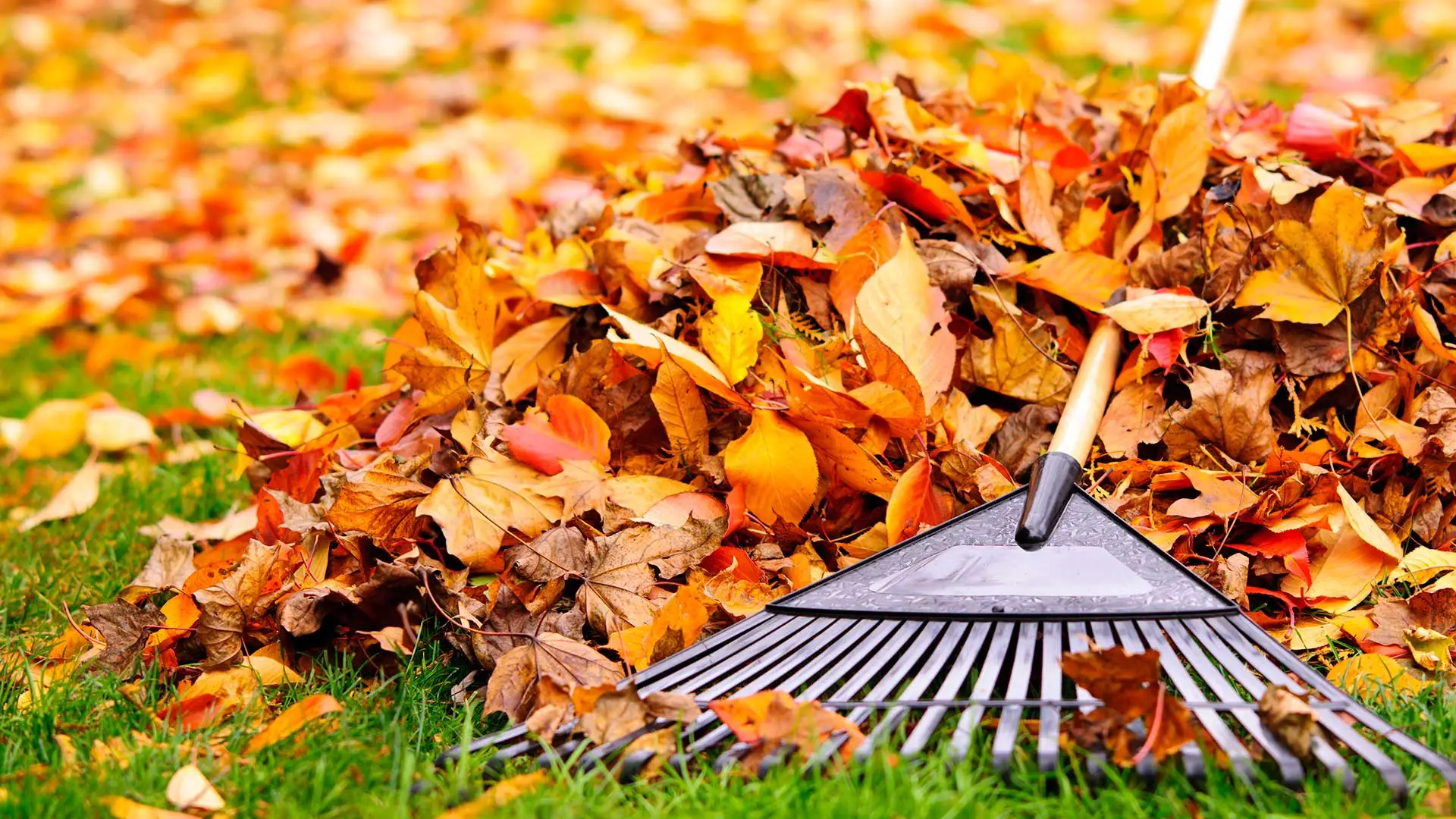 Bright fall leaves in a pile with a rake in Noblesville, IN.