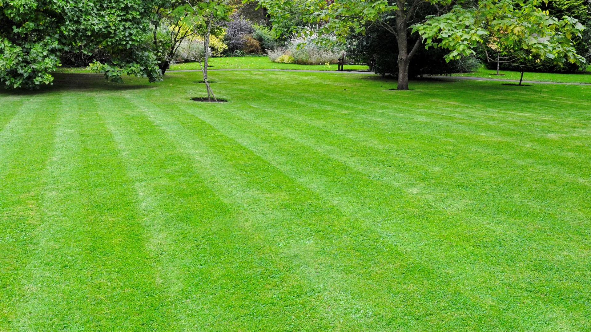 Need a New Lawn? Consider These Things When Choosing Between Sod & Seed