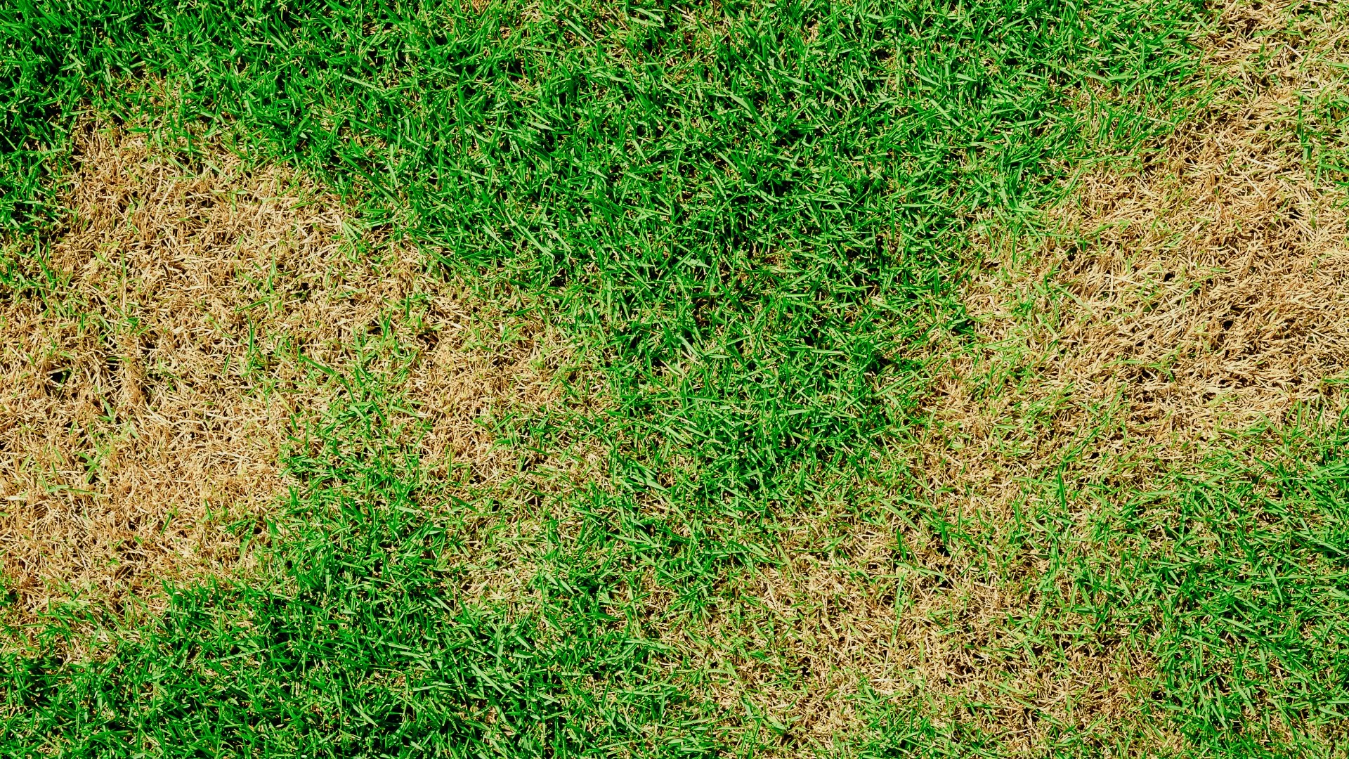 Has Brown Patch Infected Your Turf? Don’t Panic - Here’s What You Should Do