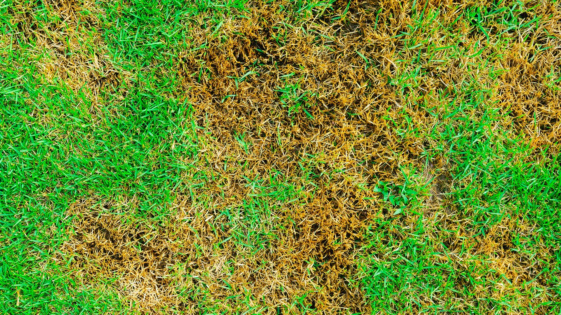 Why Am I Seeing Brown Spots on My Lawn?