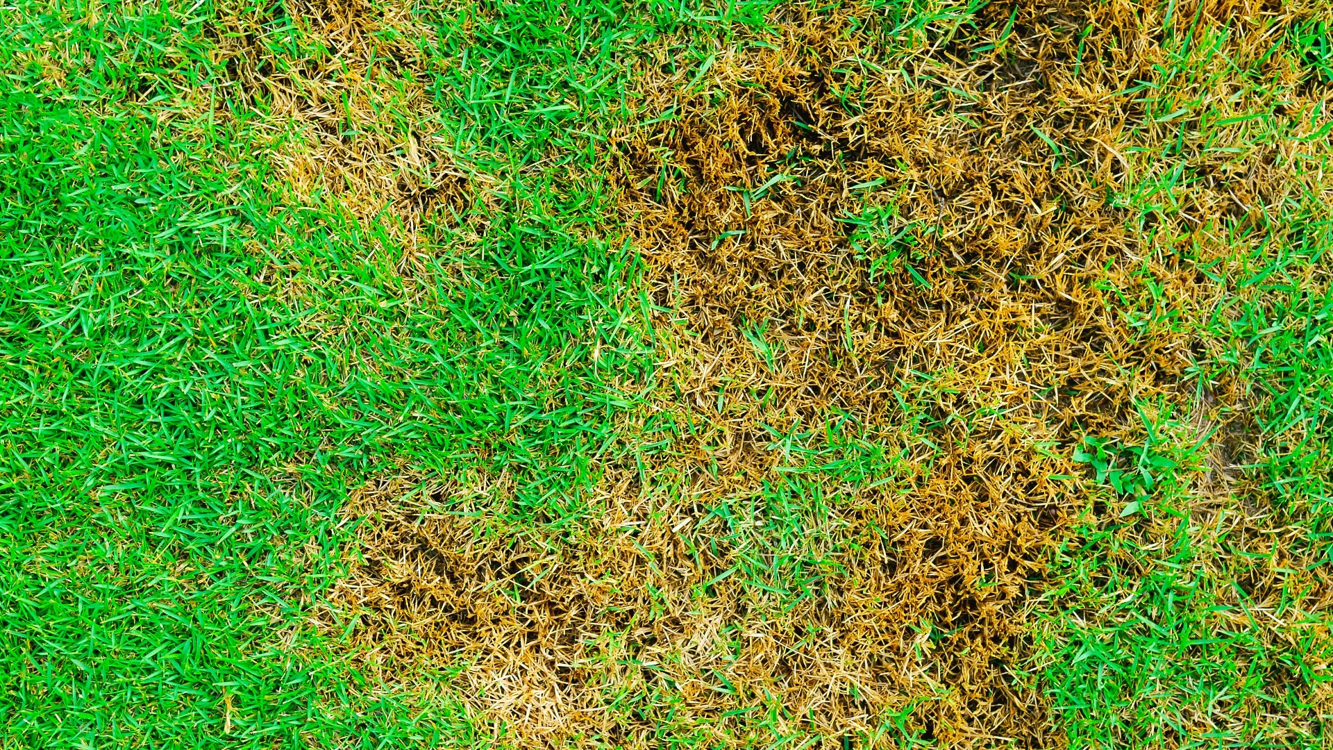 4 Lawn Diseases That Can Invade Lawns in Fishers, IN