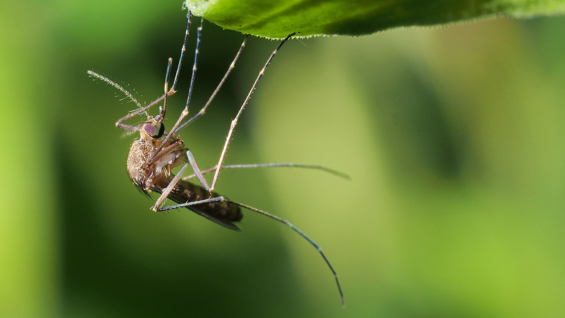 4 Ways You Are Attracting Mosquitoes to Your Property