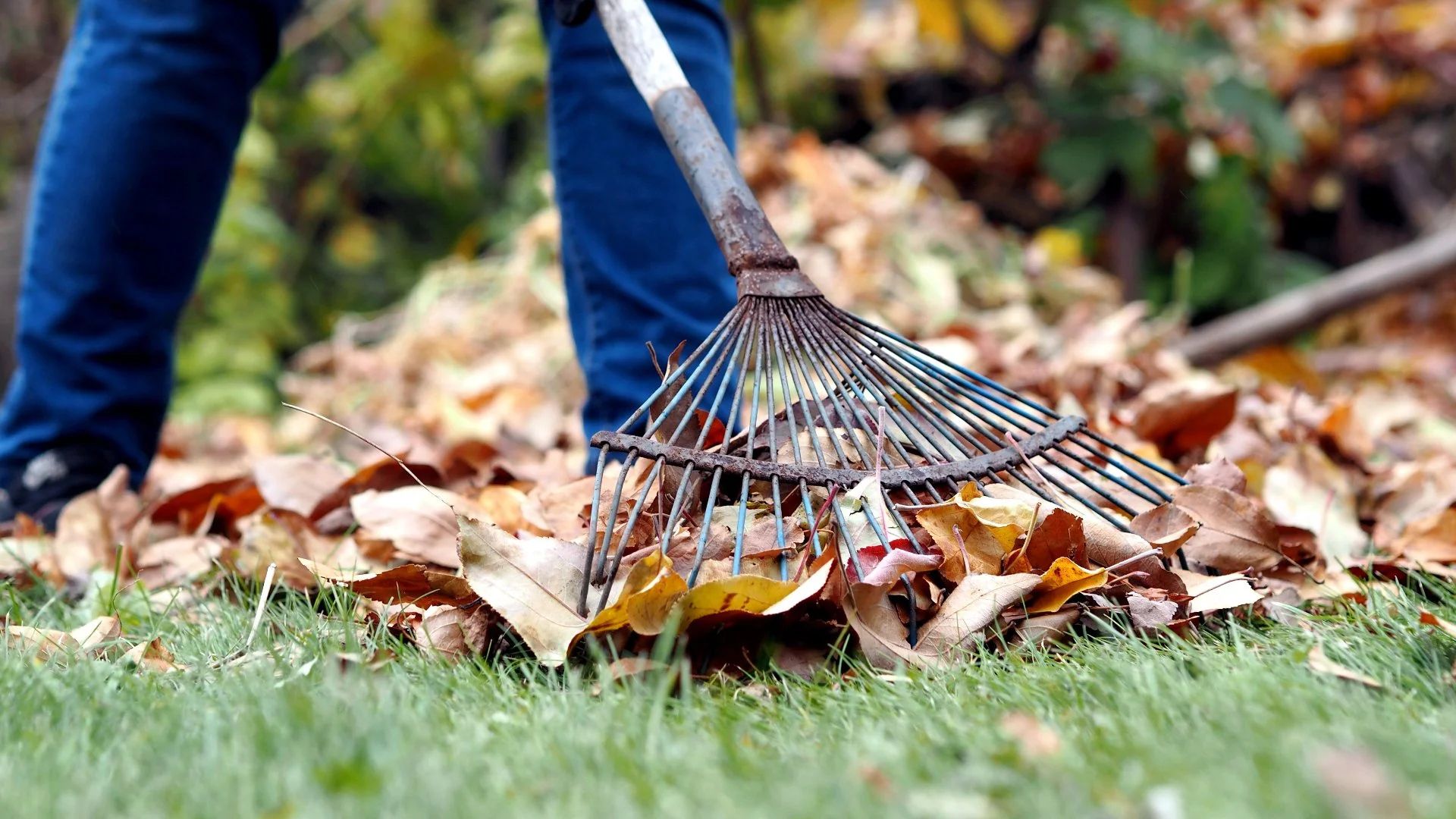 Should You Continually Clean Up Leaf Piles or Wait & Do It All at Once?