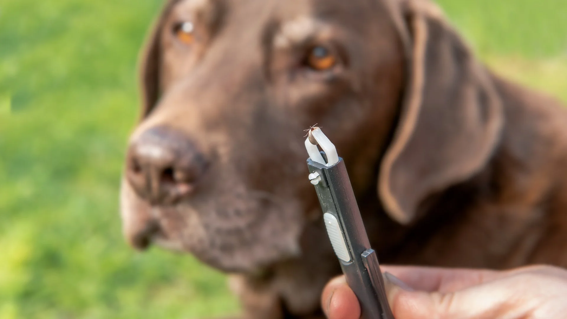 Make Sure You Keep a Close Eye on Your Pets During Tick Season in Indiana