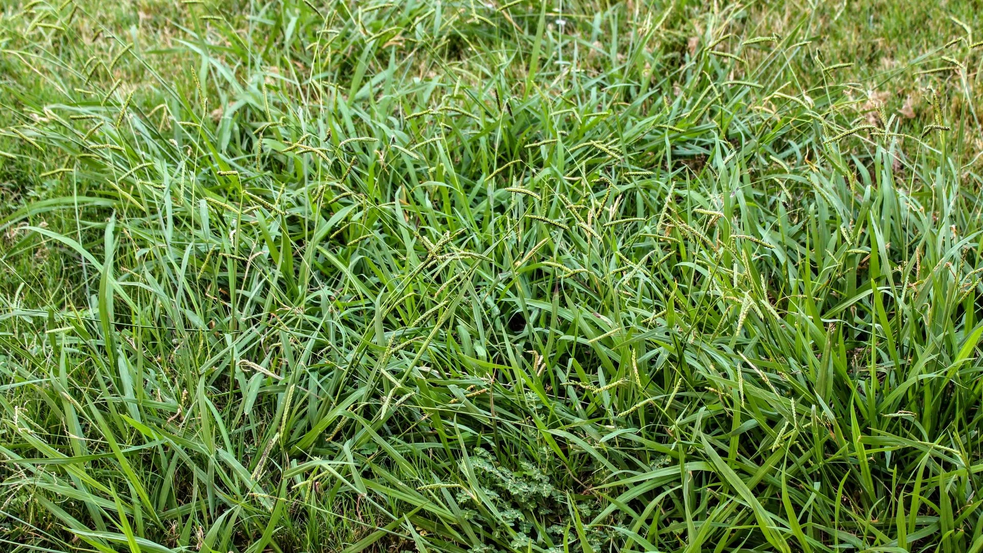 What Is the Best Way to Keep Weeds off of Your Lawn?