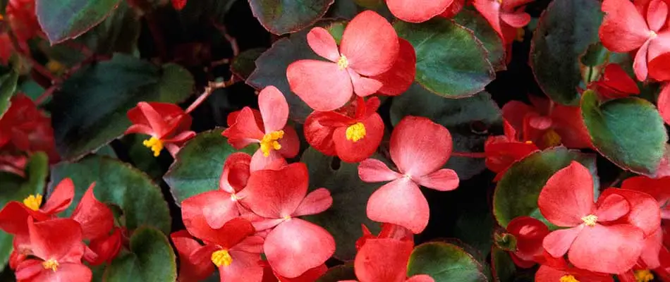 Red, blooming begonia flowers near Noblesville, IN.
