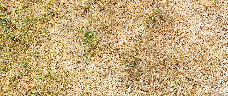 Is Brown Your New Green? 3 Reasons Your Lawn is Turning Brown.