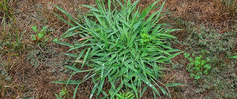 Crabgrass growing on a property in Noblesville, IN.