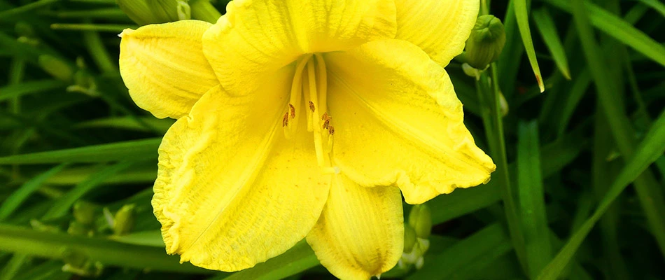 A yellow daylily flower on a property in Noblesville, IN.