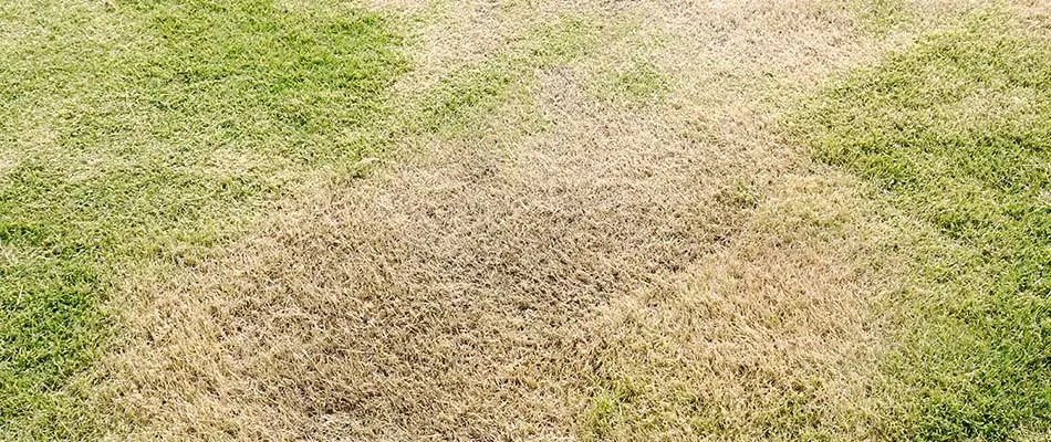 A Noblesville, IN home lawn dying from being cut too short.