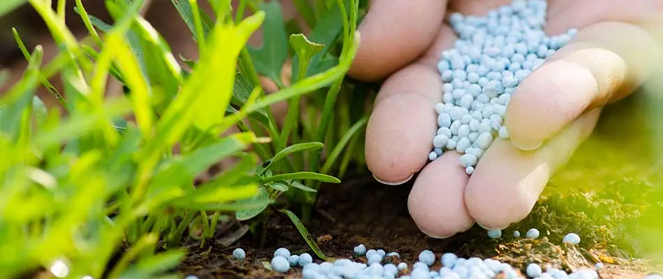 Why Your Lawn Needs Fertilizer