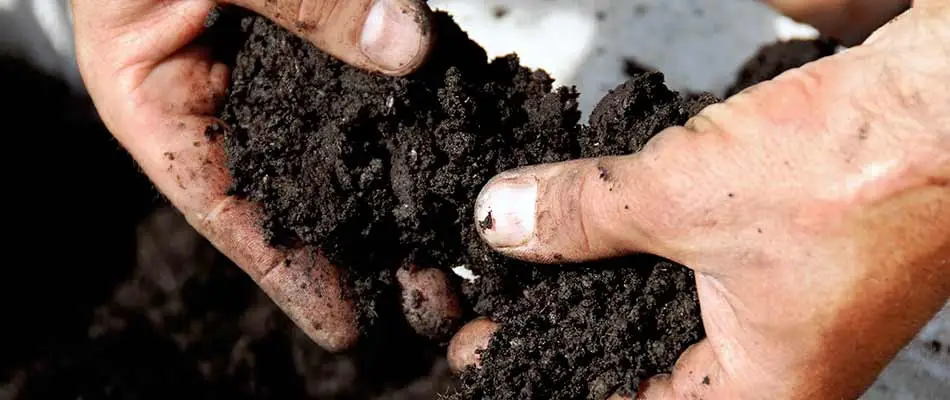 Lawn care worker's hands holding dark soil for testing in Carmel, IN.