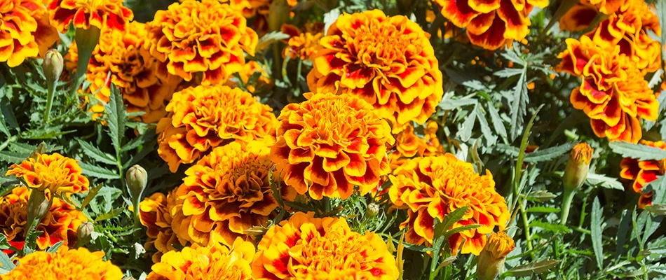 Many marigolds growing by a home in Carmel, IN.