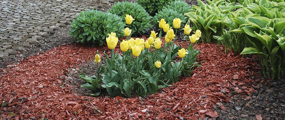 Why Your Mulch Should Be Refreshed in Spring