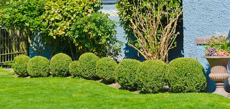 When to Do Landscape Maintenance Including Trimming/Pruning, Mulching, Weeding, & More