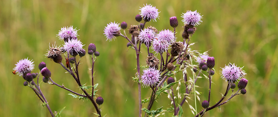 A small purple thistle weed on a property in Westfield, IN.
