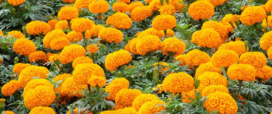 Bright orange marigold flowers growing in Westfield, IN.