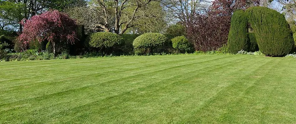 This Westfield lawn is insect and disease-free thanks to proper mowing.
