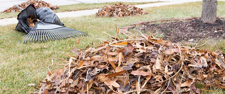 Leaves gathered for removal in Westfield, IN.