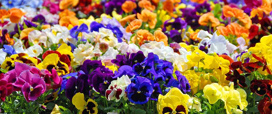 Multi-colored annual flowers in Carmel, IN.