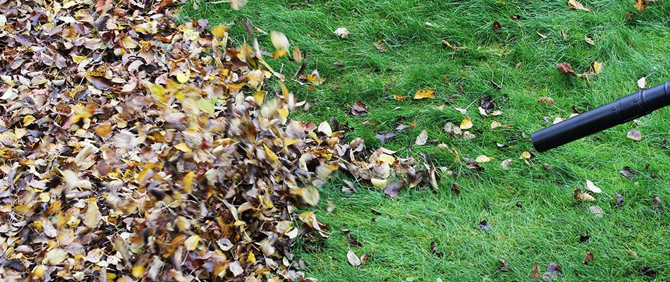 Leaves being blown off of our client's lawn in Carmel, IN.