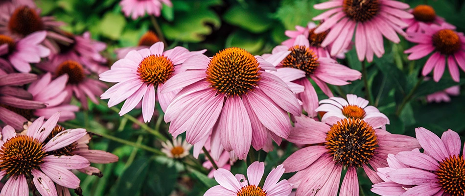 A bed of purple coneflowers planted near a home in Fishers, IN. 