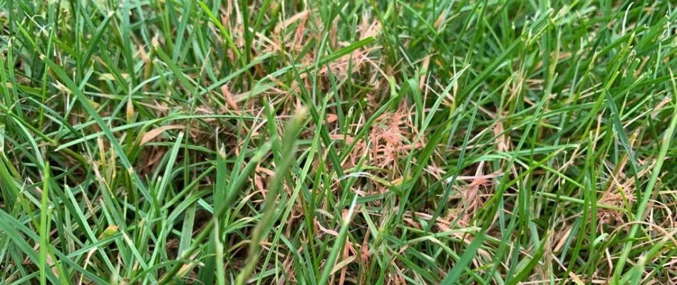 4 Lawn Diseases That Can Invade Lawns in Fishers, IN | Spider Lawn ...