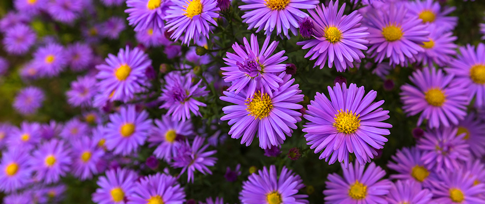 Smooth Aster flower in Noblesville, IN. 